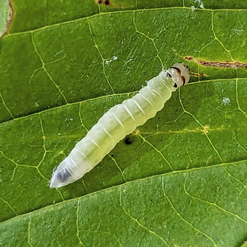 Northern Eudeilinea Moth