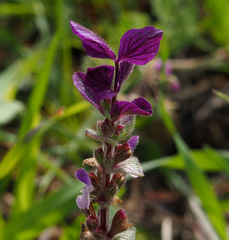 Salvia viridis