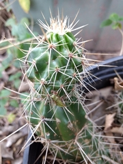 Echinocereus berlandieri