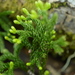 Magellanic Clubmoss - Photo (c) ludovica_, some rights reserved (CC BY-NC), uploaded by ludovica_