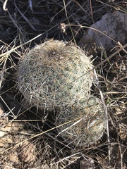 Coryphantha recurvata recurvata