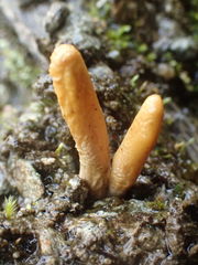 Ophiocordycipitaceae