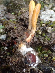 Ophiocordycipitaceae