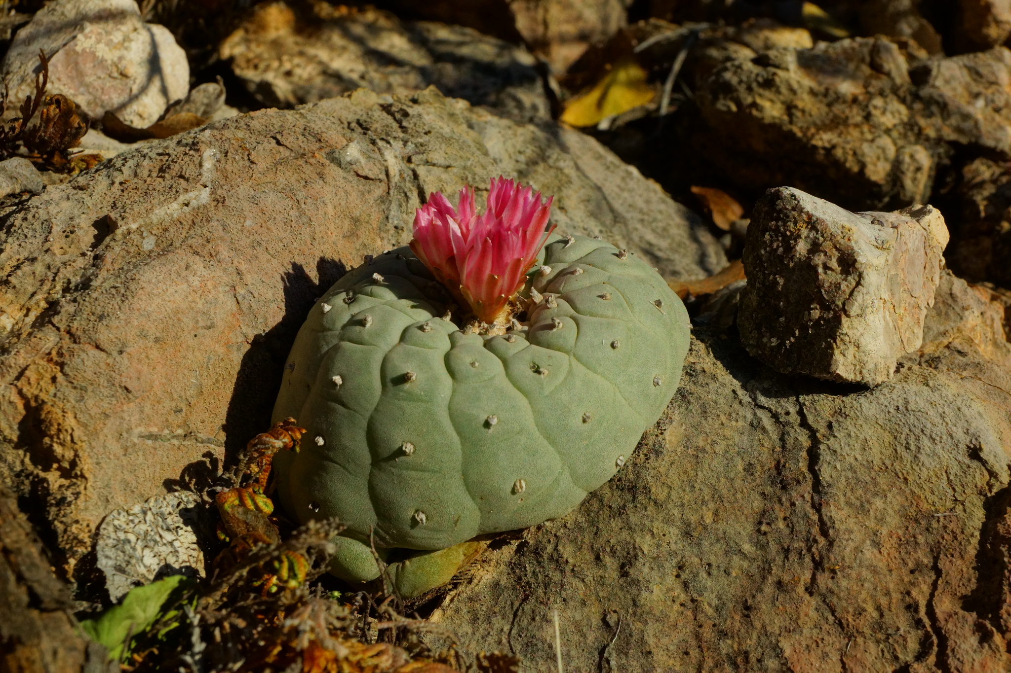 Lophophora fricii · 愛自然-臺灣(iNaturalist Taiwan)
