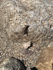 Tomonotus ferruginosus