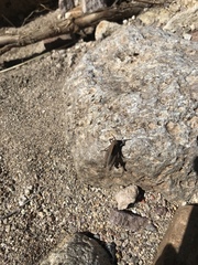 Tomonotus ferruginosus