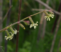 Silene dichotoma