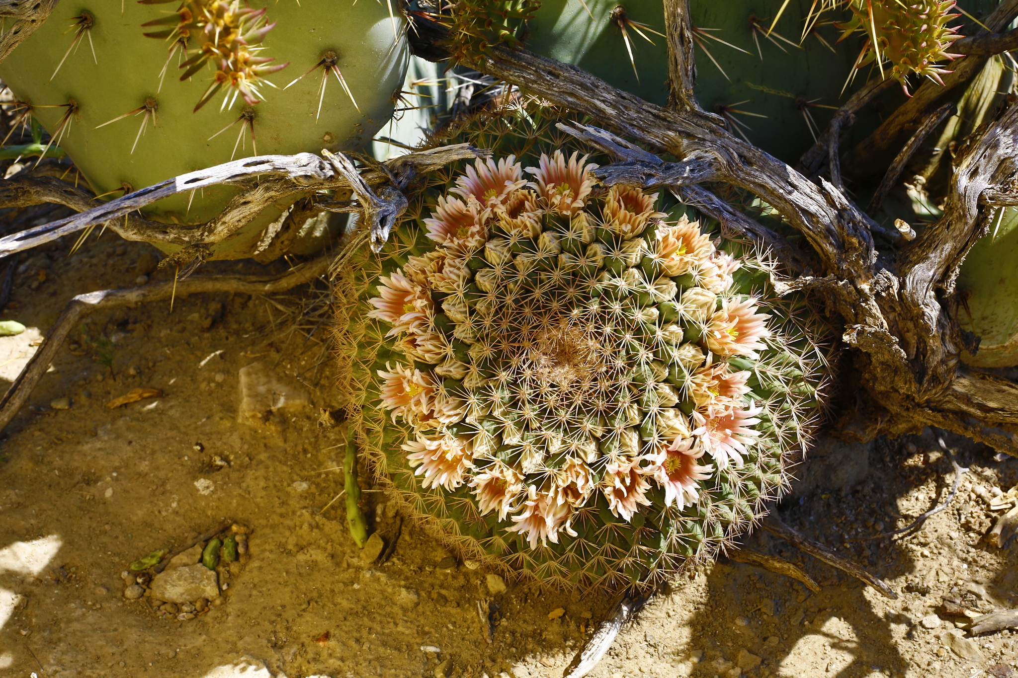 Mammillaria grusonii