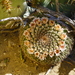 Mammillaria grusonii - Photo (c) José G. Flores Ventura,  זכויות יוצרים חלקיות (CC BY-NC), הועלה על ידי José G. Flores Ventura