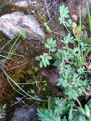 Acmispon micranthus