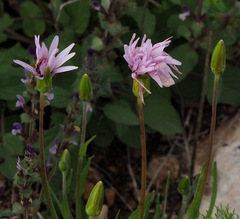 Pseudopodospermum papposum