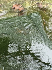 Charophyta