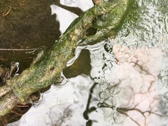 Charophyta