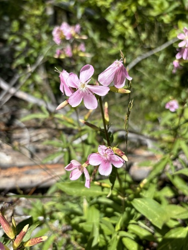Vaistinis putoklis nuotrauka