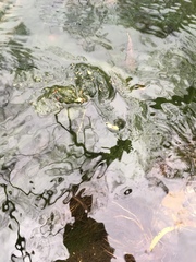 Charophyta