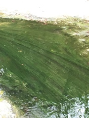Charophyta