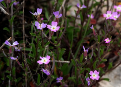 Malcolmia chia