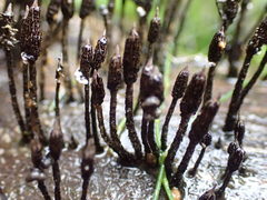 Xylaria apiculata