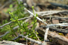 Austrolycopodium magellanicum