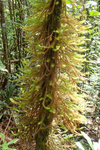 Spiridens vieillardii observed 2023-08-11
