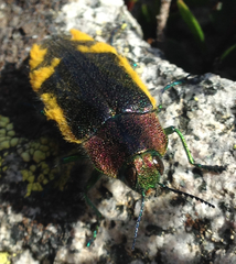 Hypoprasis elegans