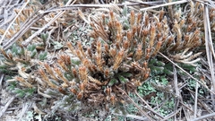Selaginella acanthonota