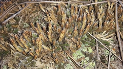 Selaginella acanthonota