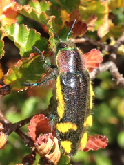 Hypoprasis elegans