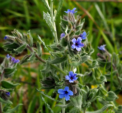 Alkanna strigosa
