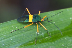 Paryphes