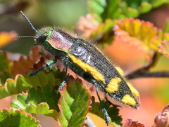 Hypoprasis elegans