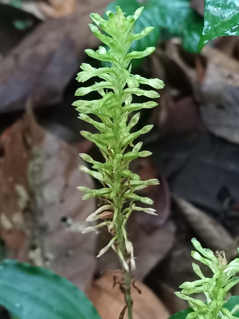 Microchilus foliosus