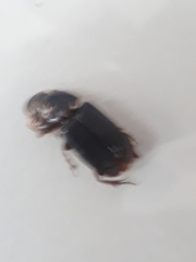 Acrossidius tasmaniae