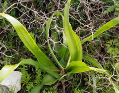 Iris palaestina
