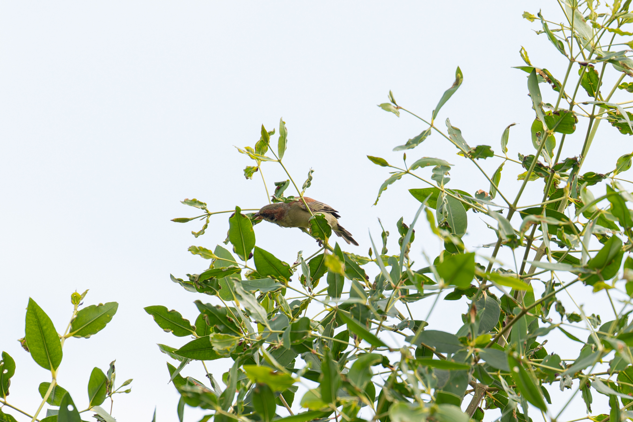 Plain-backed Sparrow