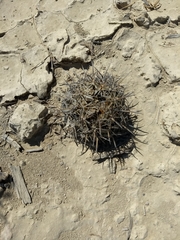 Coryphantha salinensis