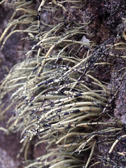 Usnea sphacelata