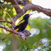 Yellow-winged Cacique - Photo (c) Omar Del Toro, some rights reserved (CC BY-NC), uploaded by Omar Del Toro