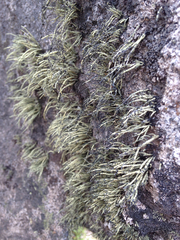 Usnea sphacelata