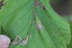 Phyllonorycter nicellii