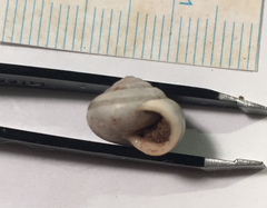 Praticolella berlandieriana