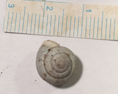Praticolella berlandieriana