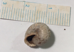 Praticolella berlandieriana