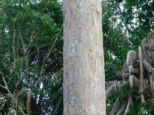 Dipterocarpus littoralis