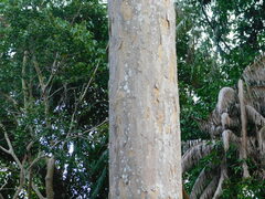Dipterocarpus littoralis