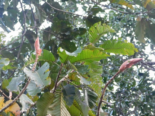 Dipterocarpus littoralis, photograph 1
