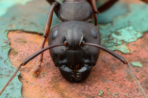 Eastern Black Carpenter Ant, Oklahoma, US, photo 9 of 10
