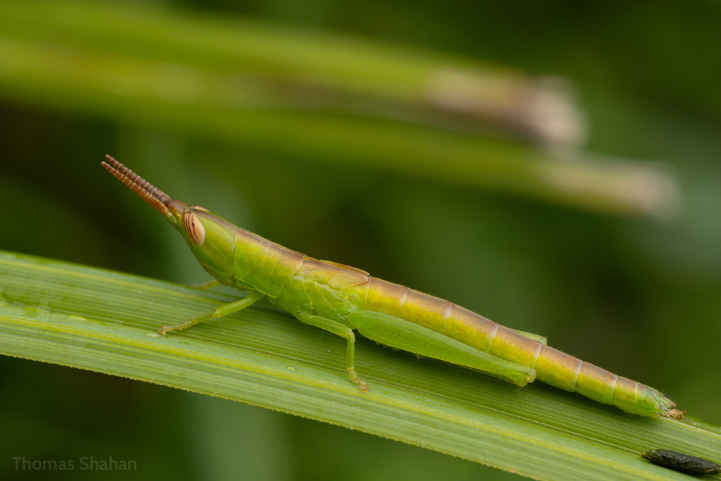 Cattail Toothpick Grasshopper