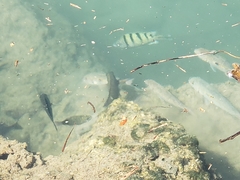 Abudefduf abdominalis