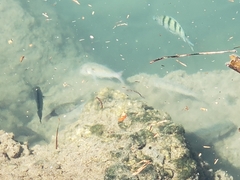 Abudefduf abdominalis